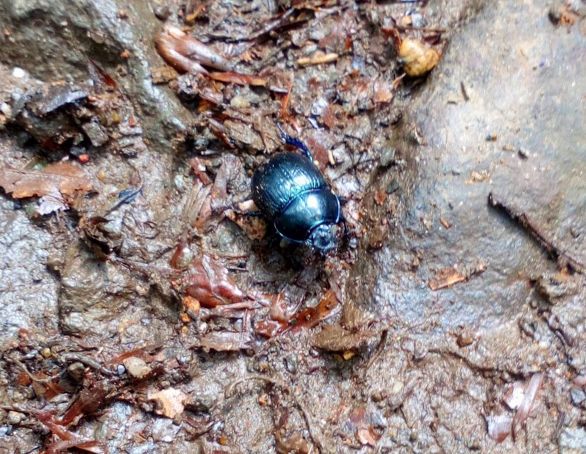 Anoplotrupes stercorosus - erdei álganéjtúró