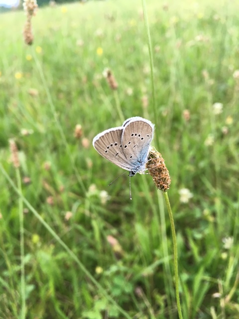 Cyaniris semiargus - aprószemes boglárka