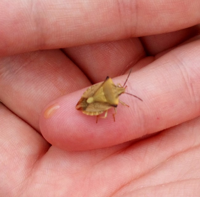 Carpocoris fuscispinus - tüskés gyümölcspoloska