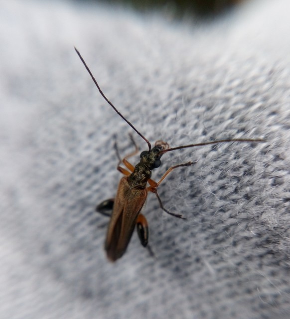Oedemera podagrariae - székfű-álcincér