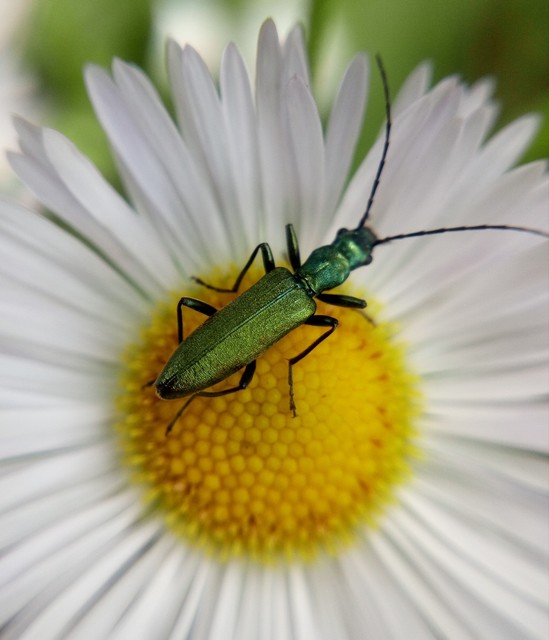 Chrysanthia viridissima - aranyos álcincér