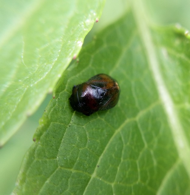 Penthimia nigra - fekete kabóca