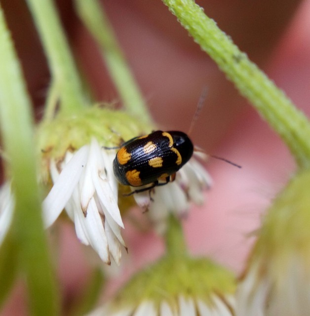 Cryptocephalus anticus - réti zömökbogár