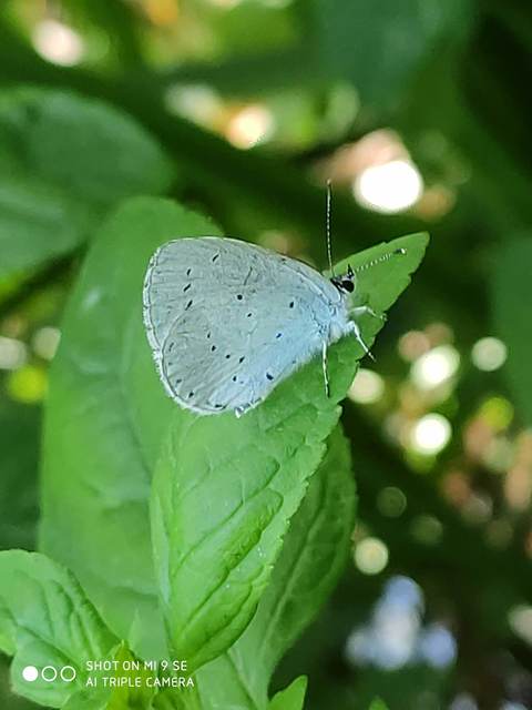 Celastrina argiolus - bengeboglárka