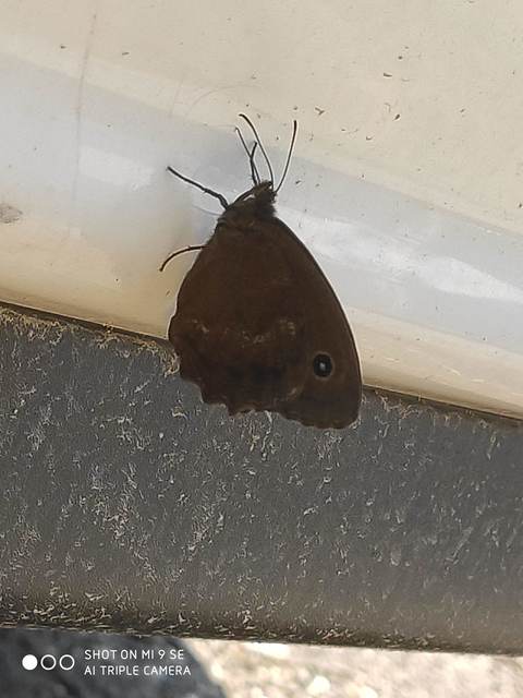 Minois dryas - fekete szemeslepke