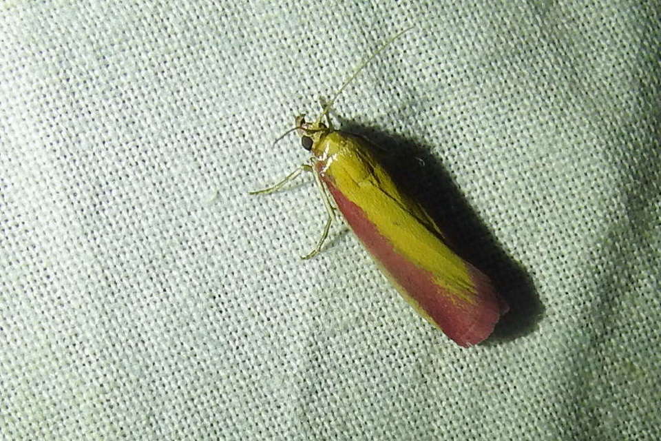 Oncocera semirubella - lucernamoly