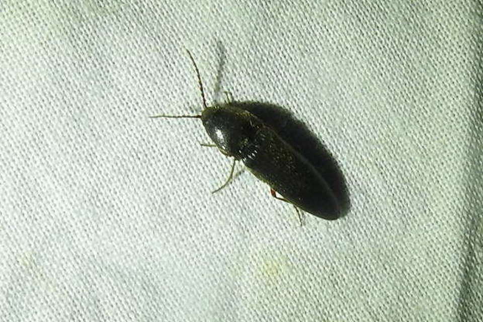 Melanotus