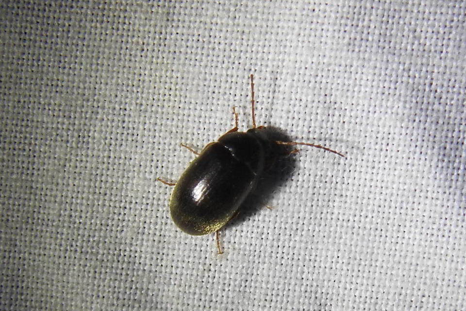 Hymenalia rufipes - rőtlábú alkonybogár