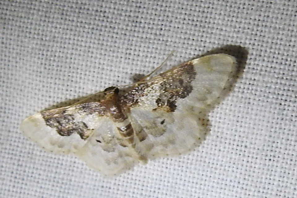 Idaea rusticata - tarka apróaraszoló