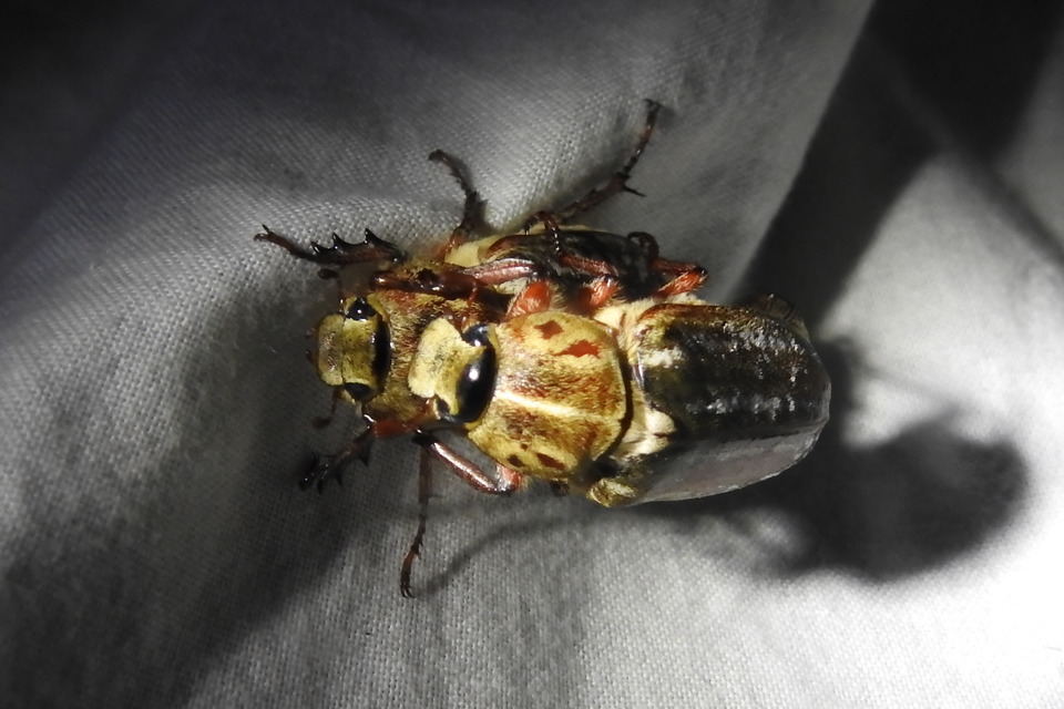 Anoxia orientalis - keleti cserebogár