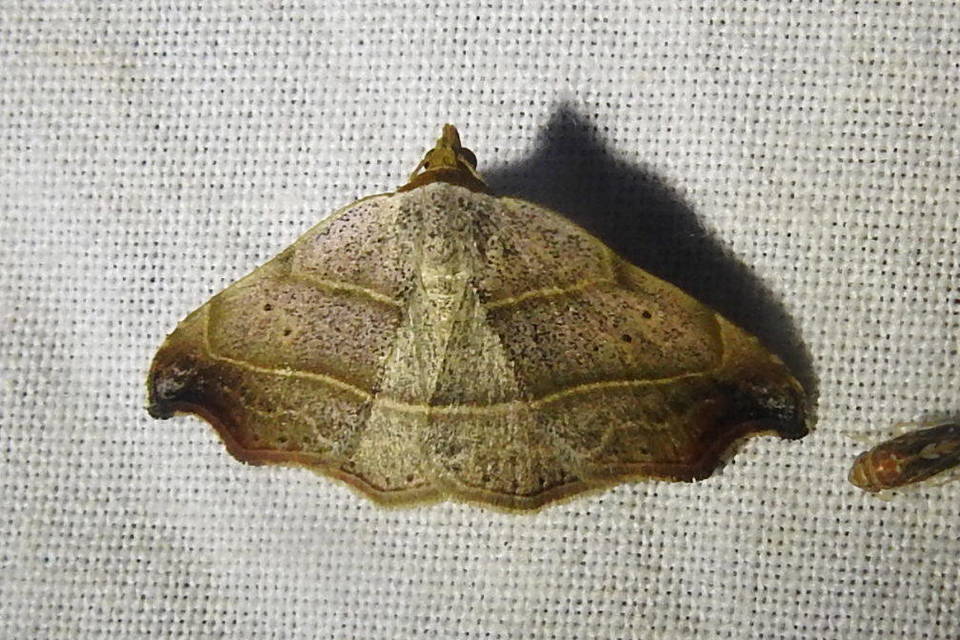 Laspeyria flexula - zuzmóbagoly