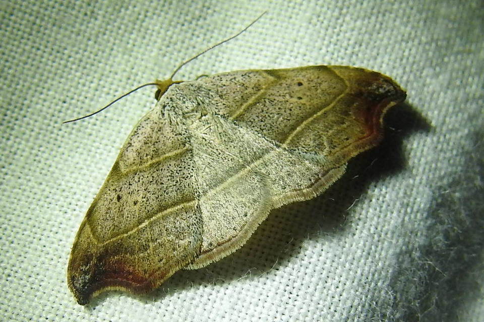Laspeyria flexula - zuzmóbagoly