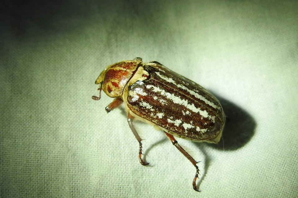 Anoxia orientalis - keleti cserebogár