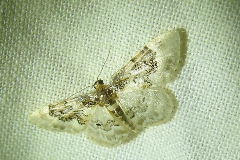 Idaea rusticata - tarka apróaraszoló