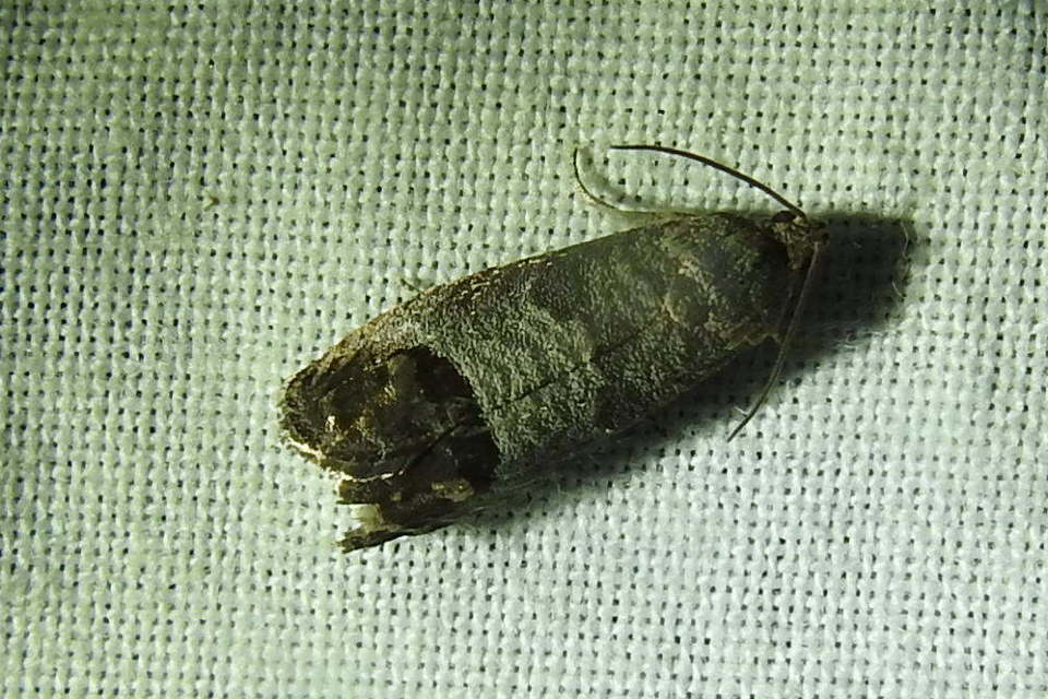 Cydia pomonella - almamoly