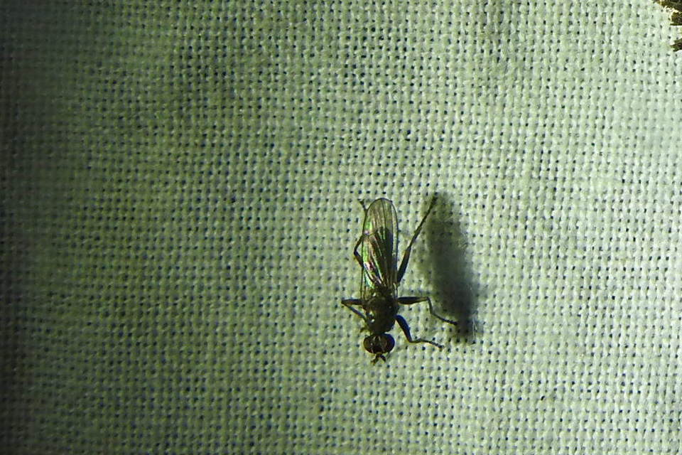 Scathophagidae