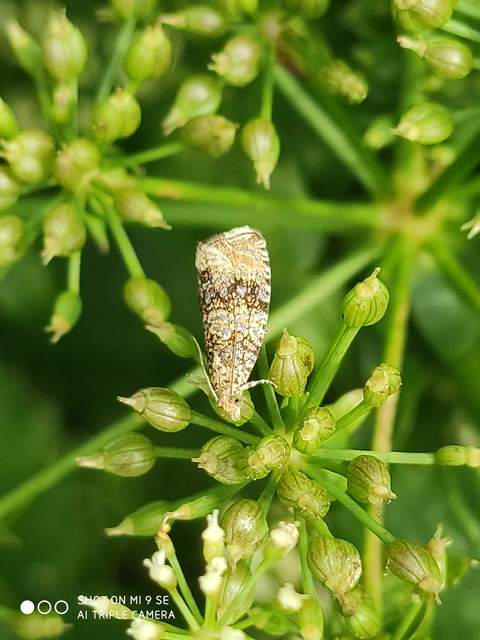 Celypha lacunana - vízparti tükrösmoly