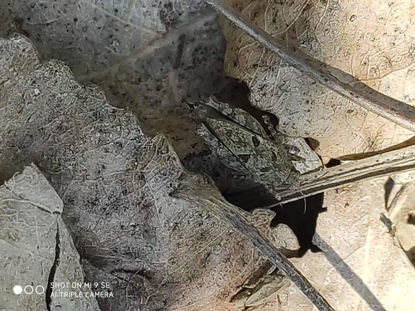 Tetrix tenuicornis - vékonycsápú tövishátúsáska