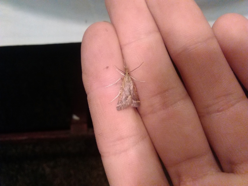 Synaphe punctalis - hosszúlábú fényilonca