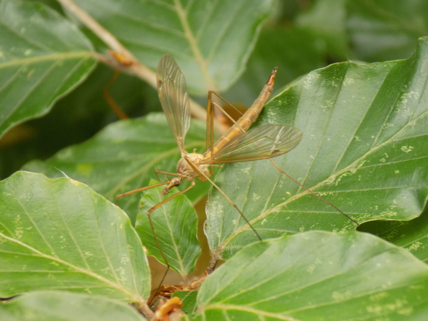 Tipula