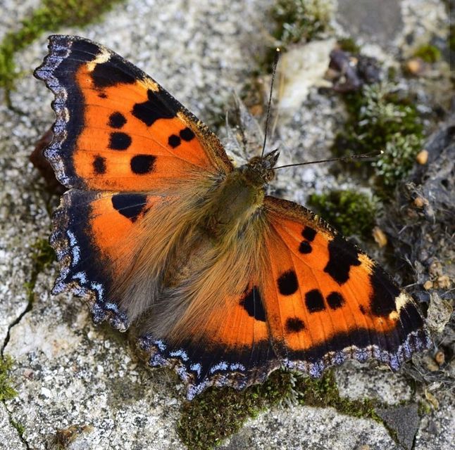 Nymphalis xanthomelas - vörös rókalepke