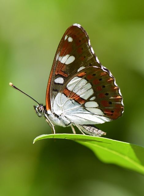 Limenitis reducta - kék lonclepke