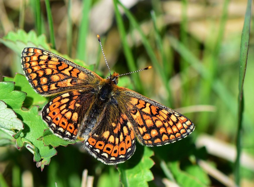 Euphydryas aurinia - lápi tarkalepke