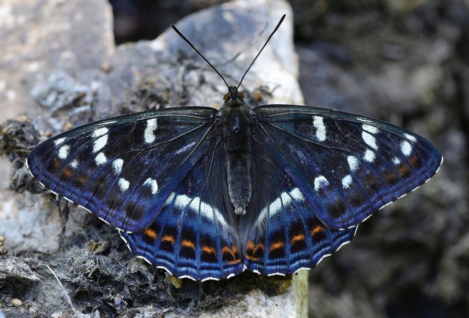 Limenitis populi - nagy nyárfalepke