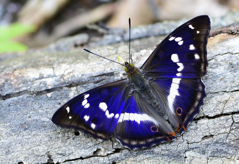 Apatura iris - nagy színjátszólepke