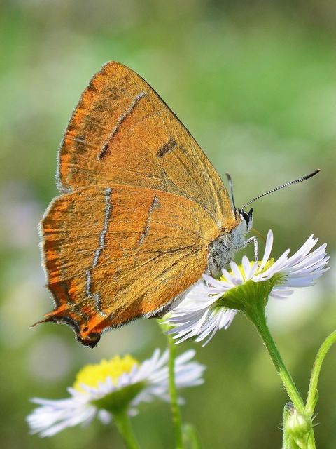 Thecla betulae - nyírfalepke