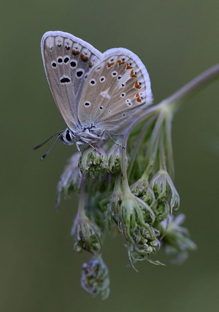Polyommatus dorylas - fénylő boglárka