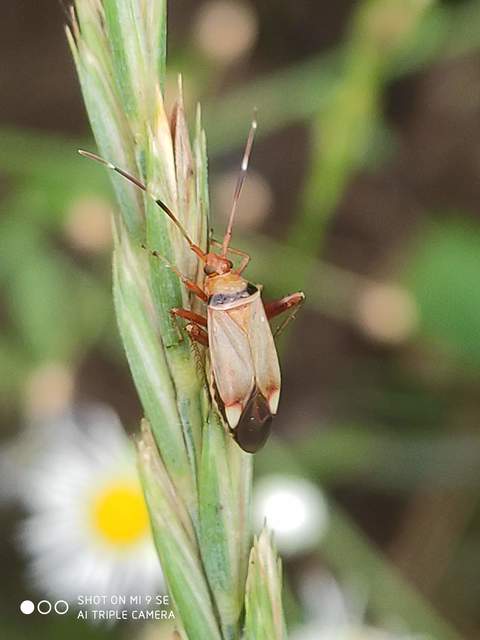 Adelphocoris vandalicus - feketevállú mezeipoloska