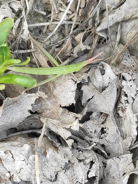 Acrida ungarica - sisakos sáska Acrida ungarica - sisakos sáska