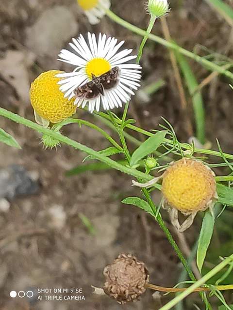 Heliothela wulfeniana - fényes kormosmoly