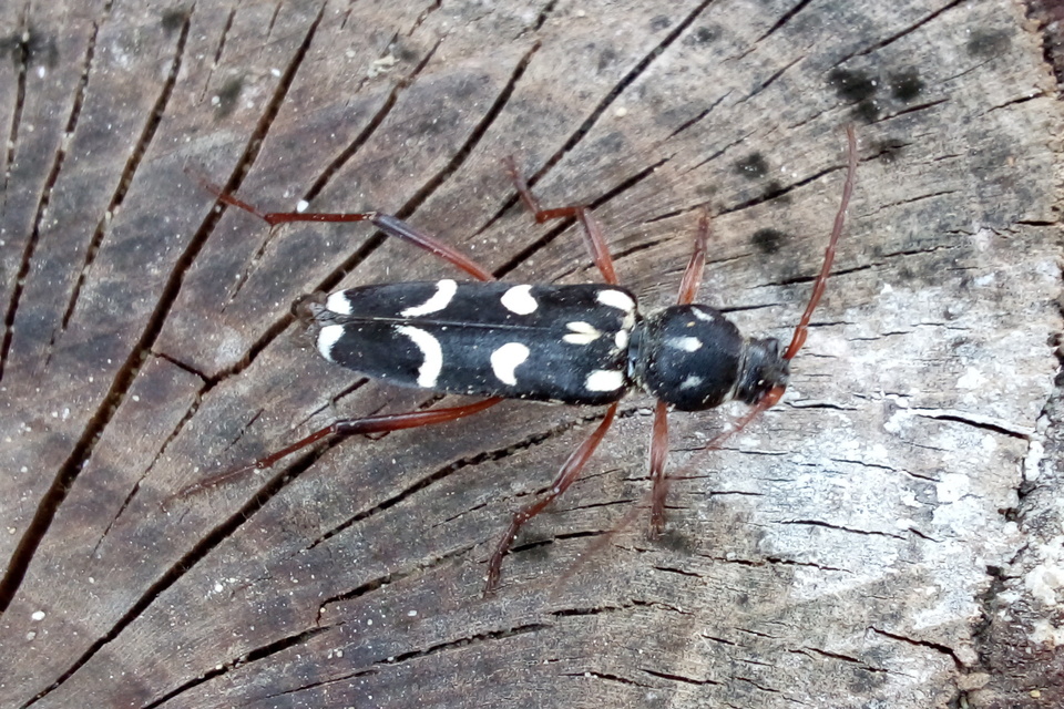 Isotomus speciosus - nyírfa-darázscincér