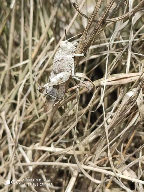 Oedipoda caerulescens - kékszárnyú sáska
