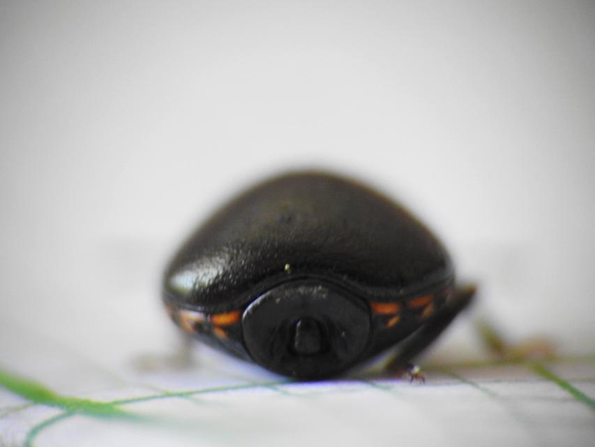 Coptosoma scutellatum - bödepoloska Coptosoma scutellatum - bödepoloska