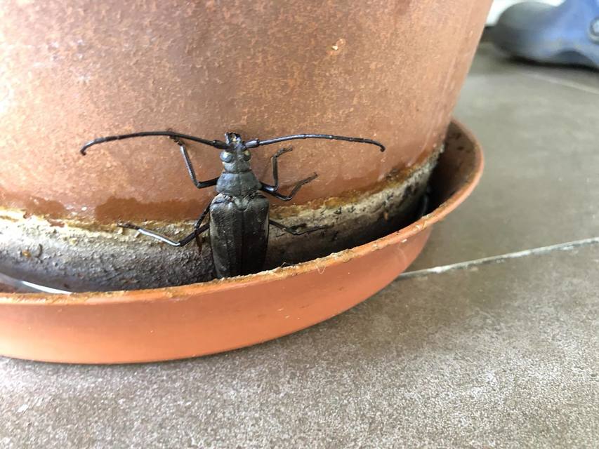 Aegosoma scabricorne - diófacincér