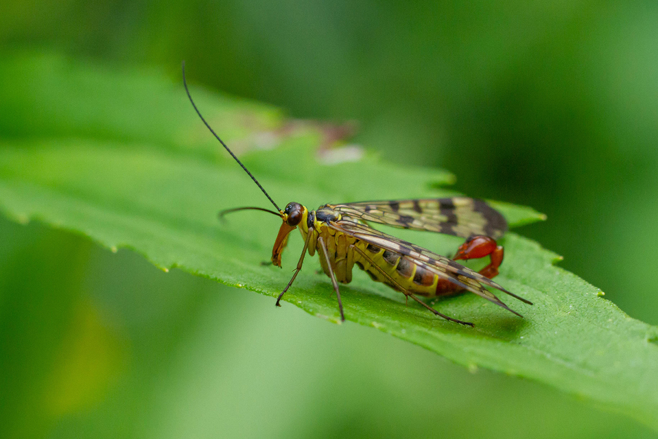 Panorpa vulgaris