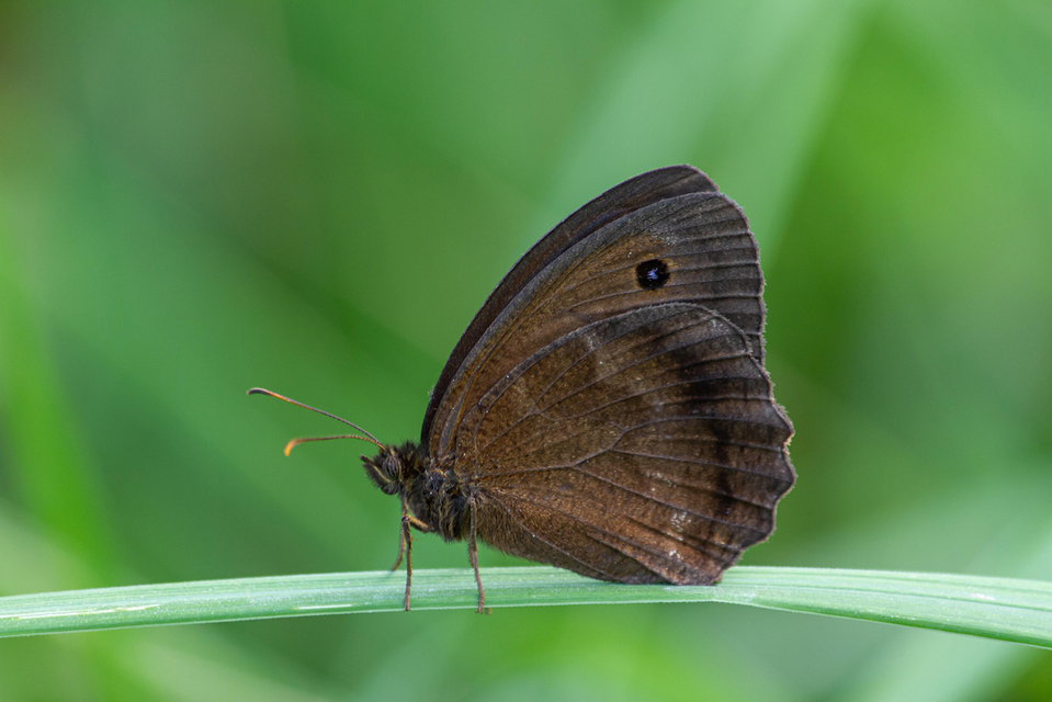 Minois dryas - fekete szemeslepke