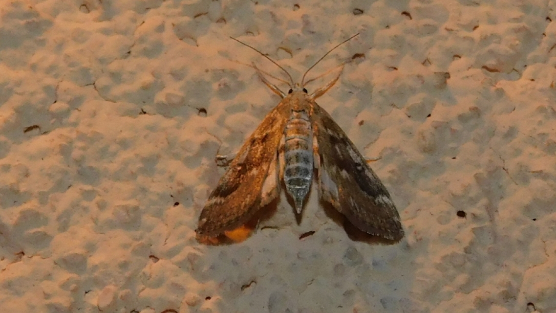 Parapoynx stratiotata - közönséges vízimoly