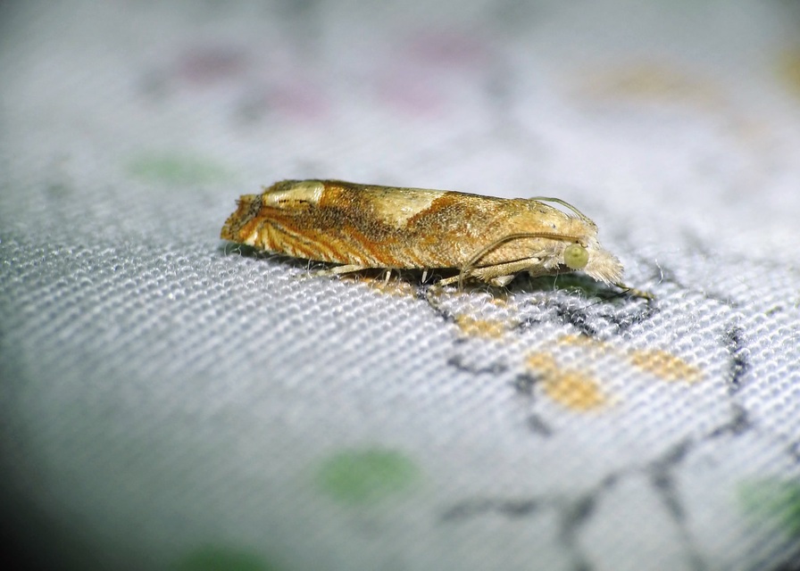 Eucosma conterminana - saláta-tükrösmoly