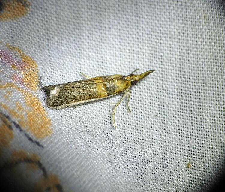 Etiella zinckenella - akácmoly