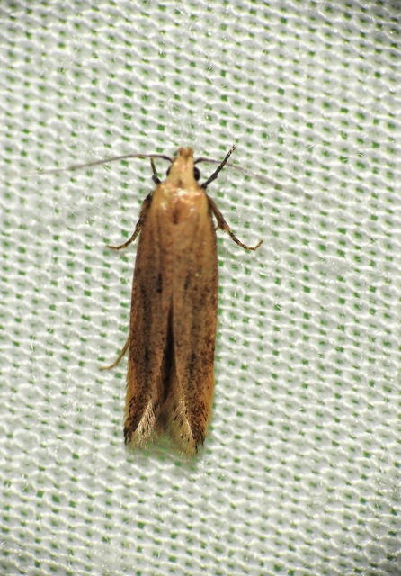 Gelechiidae - sarlósajkú-molylepkefélék