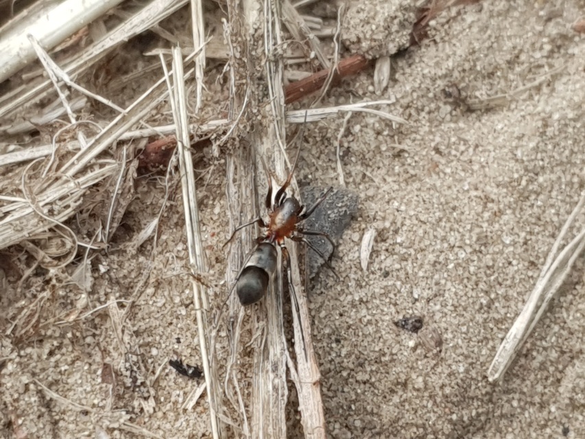 Myrmarachne formicaria - nagy hangyautánzópók