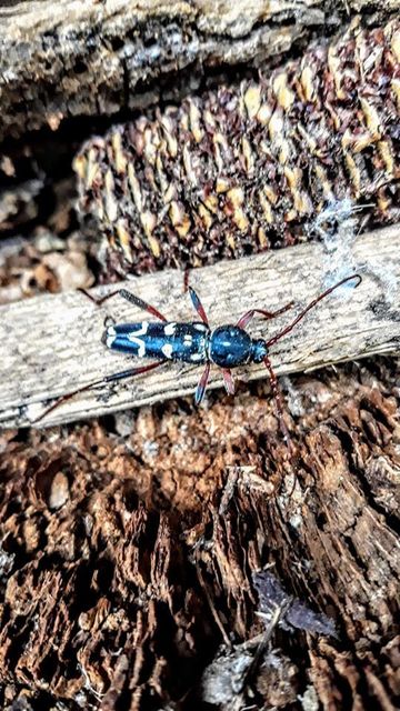 Isotomus speciosus - nyírfa-darázscincér