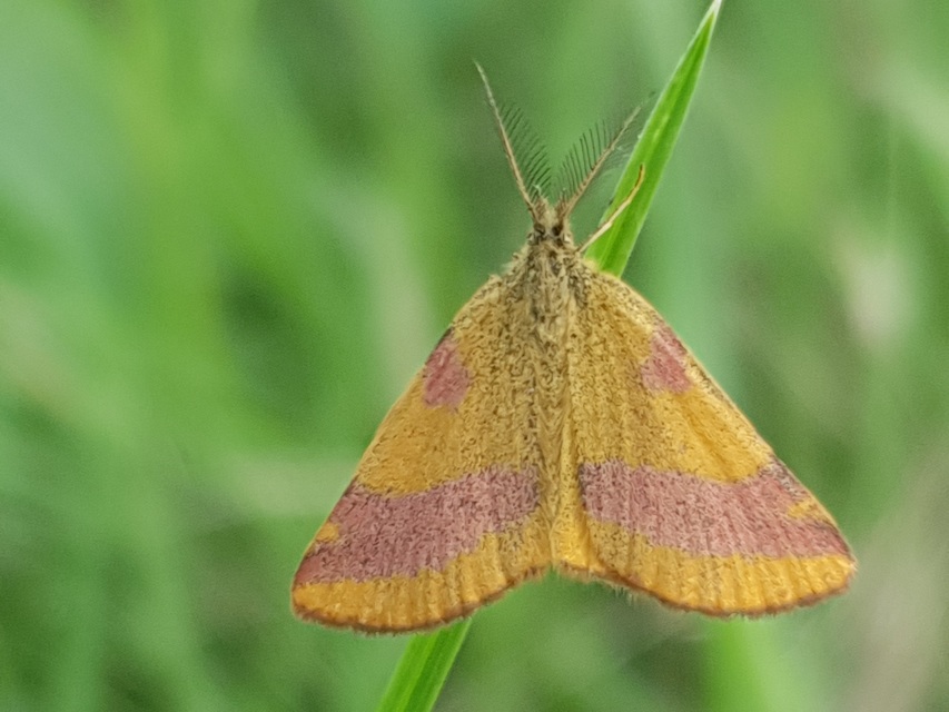 Lythria cruentaria - bíborcsíkos araszoló