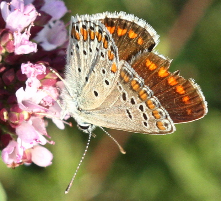 Aricia agestis - szerecsenboglárka