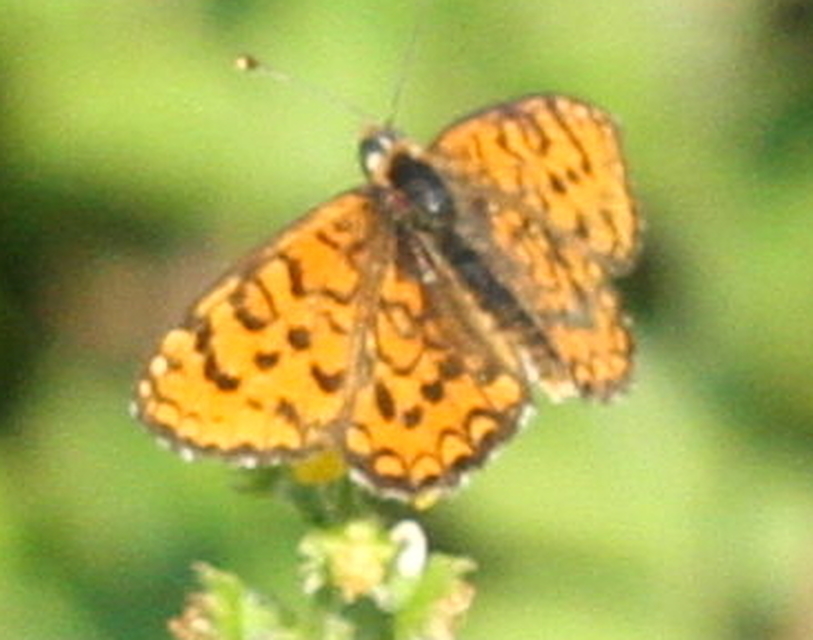 Melitaea trivia - kis tarkalepke