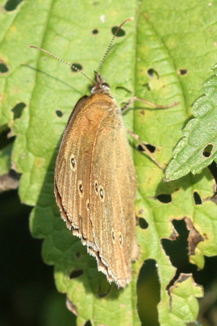 Aphantopus hyperanthus - közönséges ökörszemlepke
